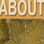 ABOUTHORIZ